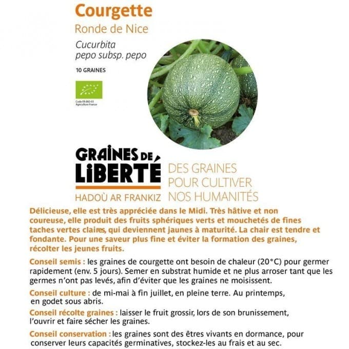 Semence Courgette ronde de Nice