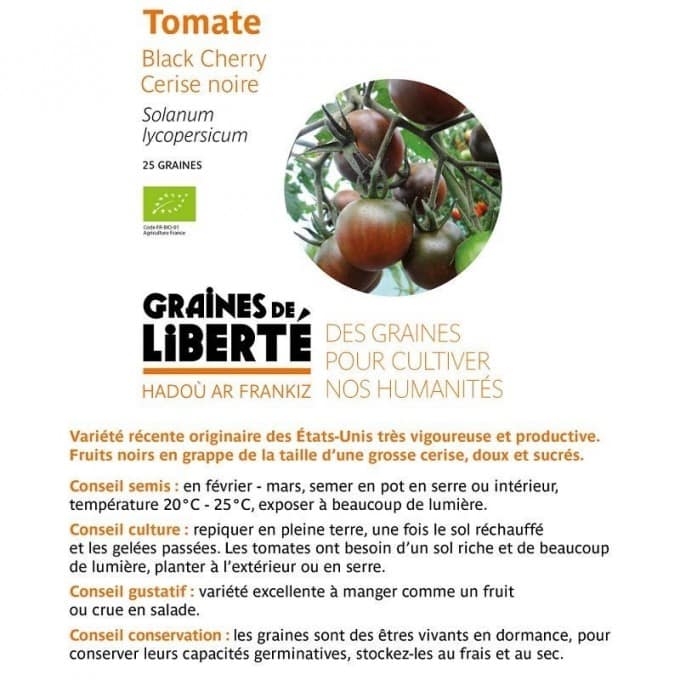 Semence tomate black cherry
