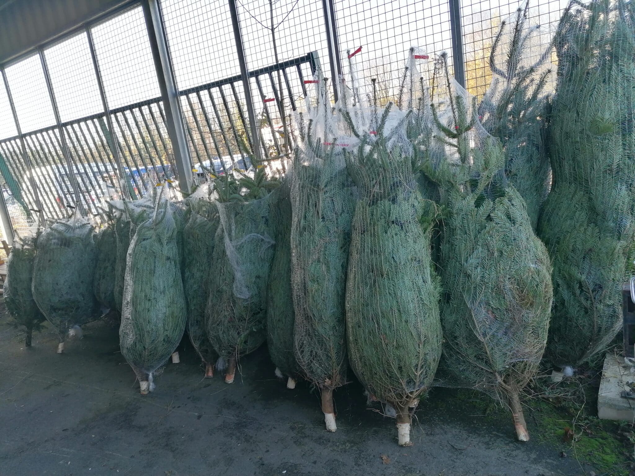 Réception des sapins