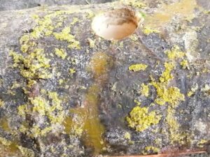 Photo bûche pour sapin