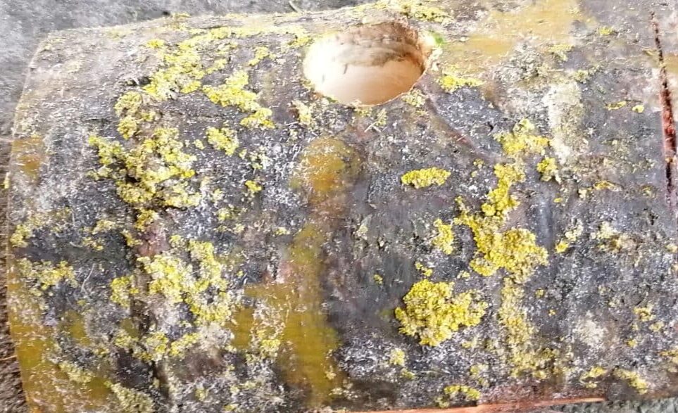 Photo bûche pour sapin