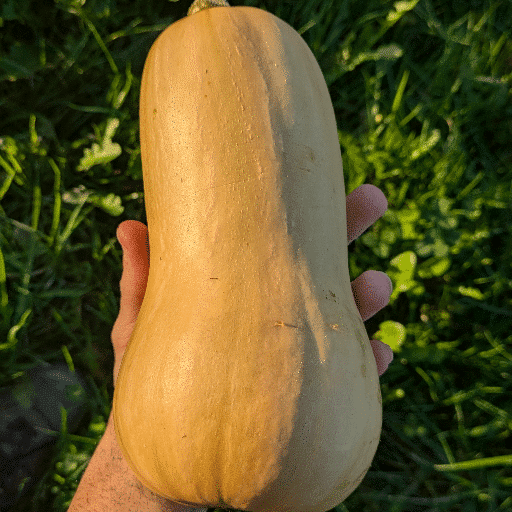 Courge Butternut