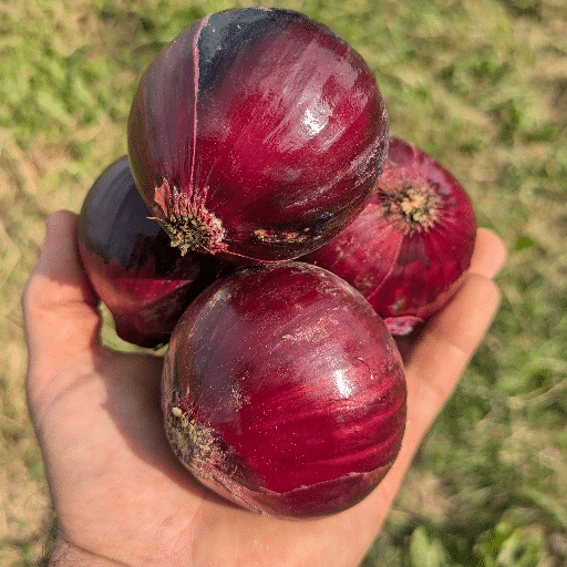 Oignons rouge