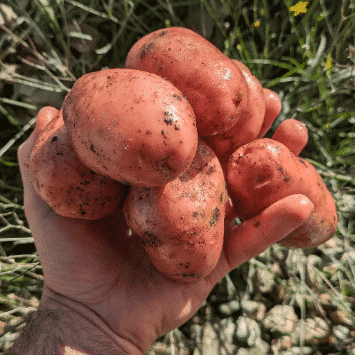 Pomme de terre à chair tendre