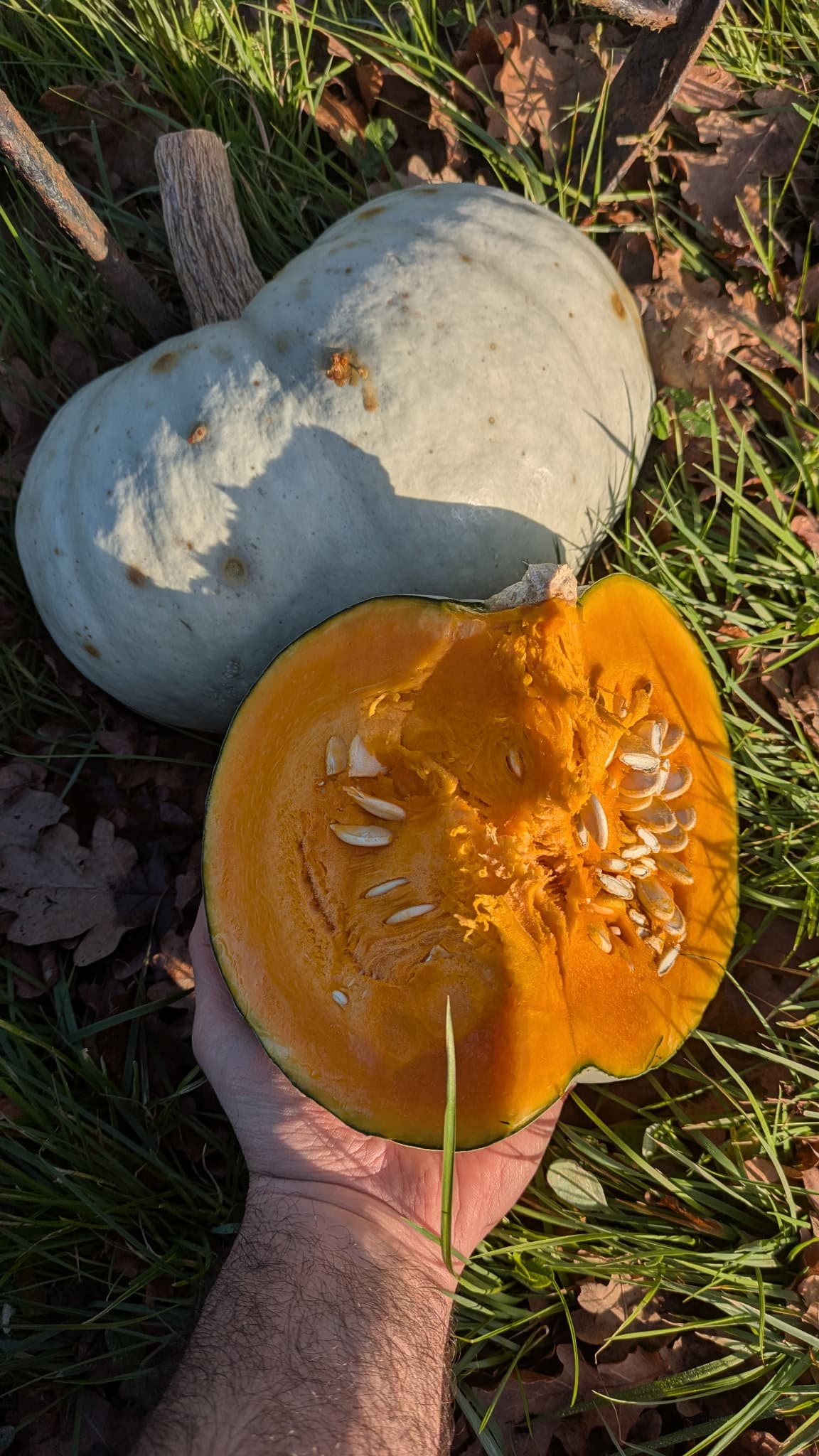 Courge Bleu de Hongrie