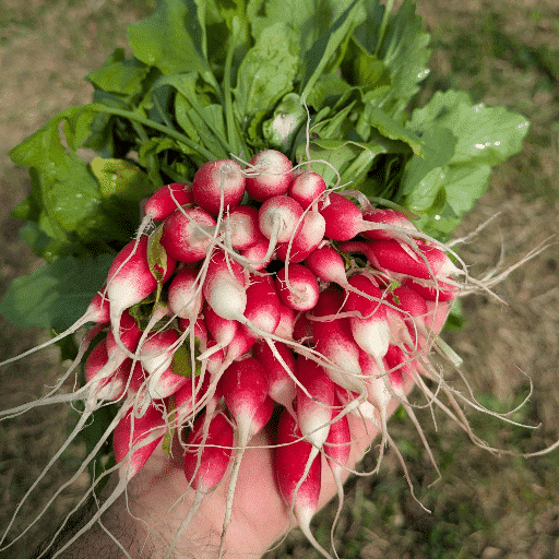 Radis Botte