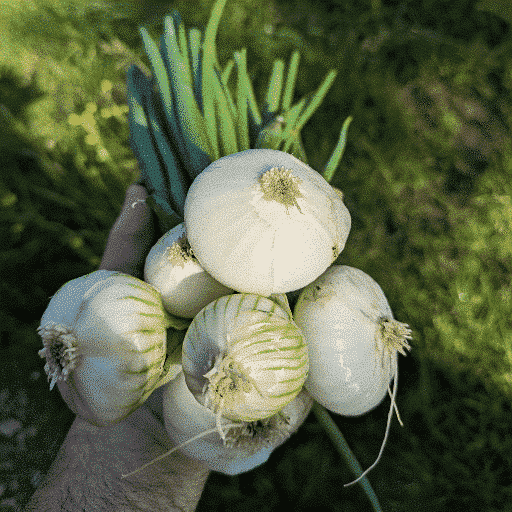 Oignons botte