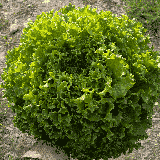 Salade pièce